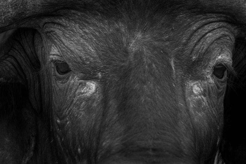 Büffel Closeup